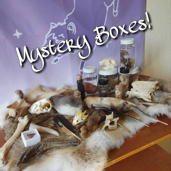 Taxidermy Vulture Culture Mystery Boxes - oddity and curiosity decor (skulls, bones, wet specimens, crystals, feathers, and MORE!)