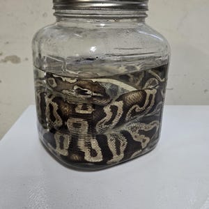 May include: A clear glass jar with a silver lid, filled with water and a coiled snake. The snake has a brown and tan pattern. The jar is sitting on a white surface.