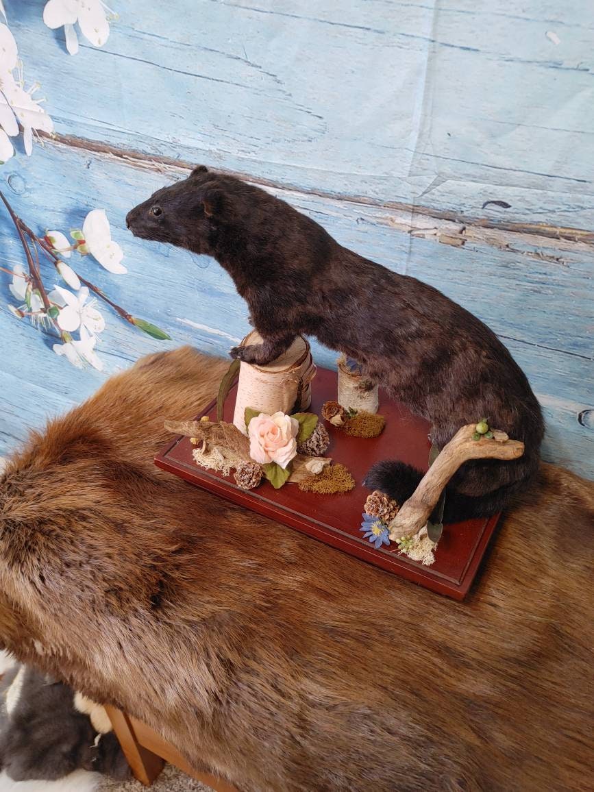 Taxidermy black female mink in shelf base with floral accents Etsy