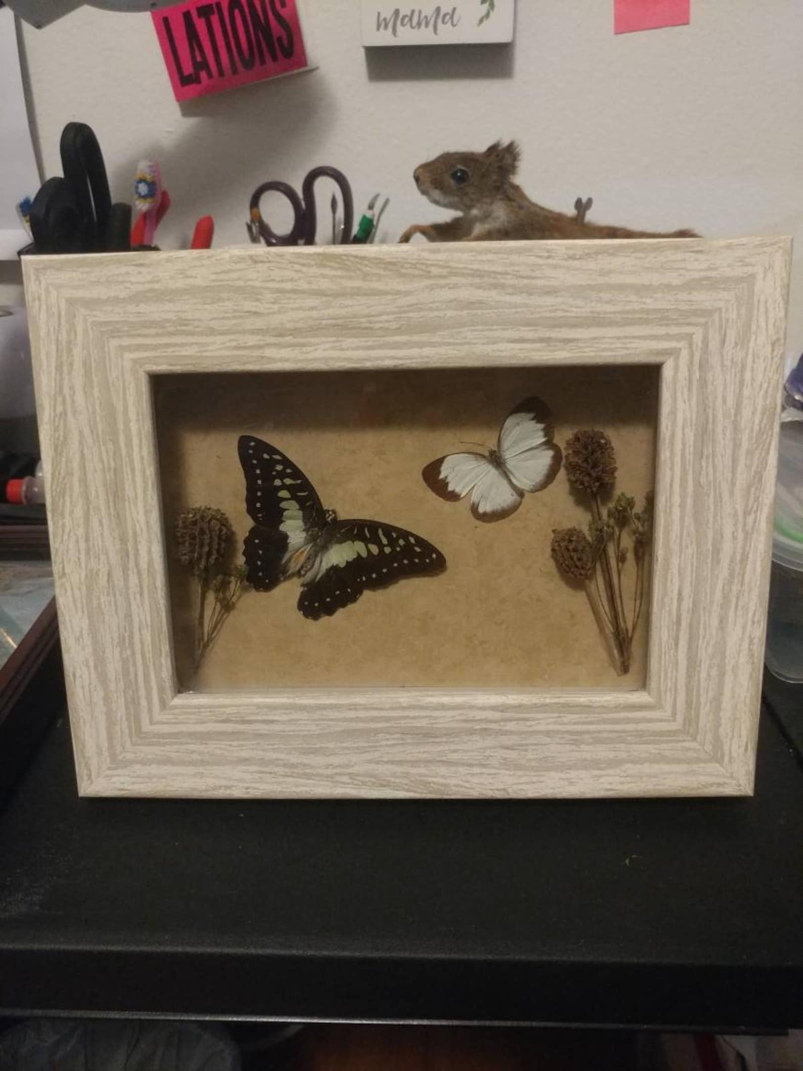 Butterfly shadow box wall hanger with dried floral accents Etsy
