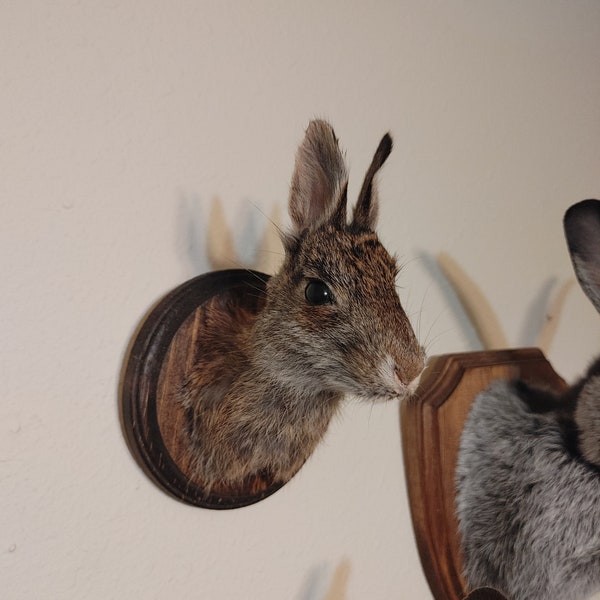 Rabbit Head Taxidermy Mount - Etsy