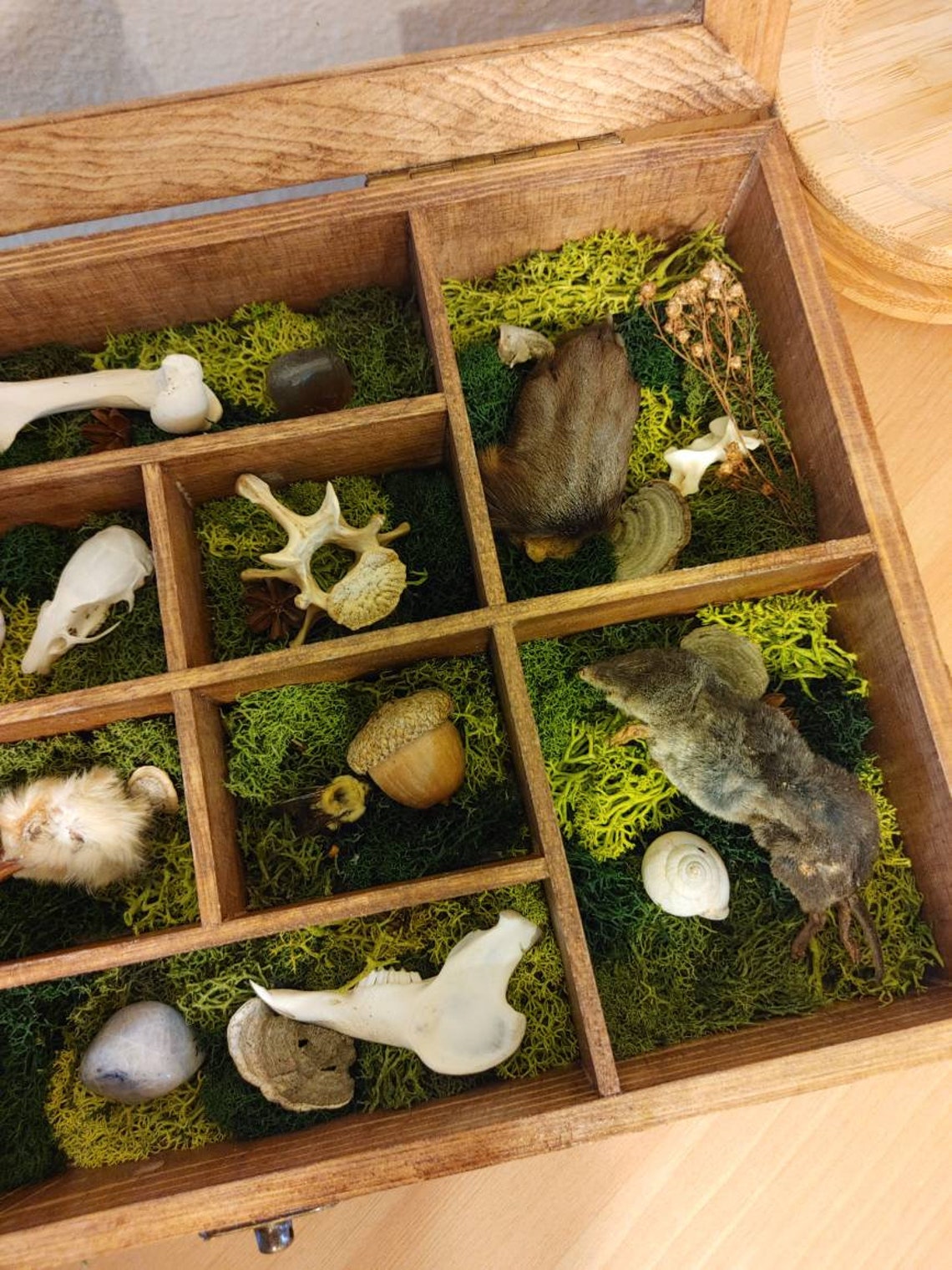 Taxidermy Oddities Curio Display Box Etsy