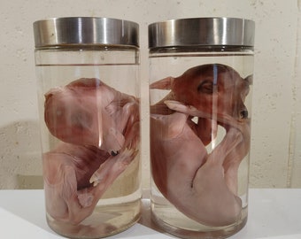 Fetal Deer Wet Specimens (Includes Jar) - Taxidermy Fawn, Deer Skull, Rare Taxidermy, Curio Cabinet, Cabinet of Curiosities, Baby Animal