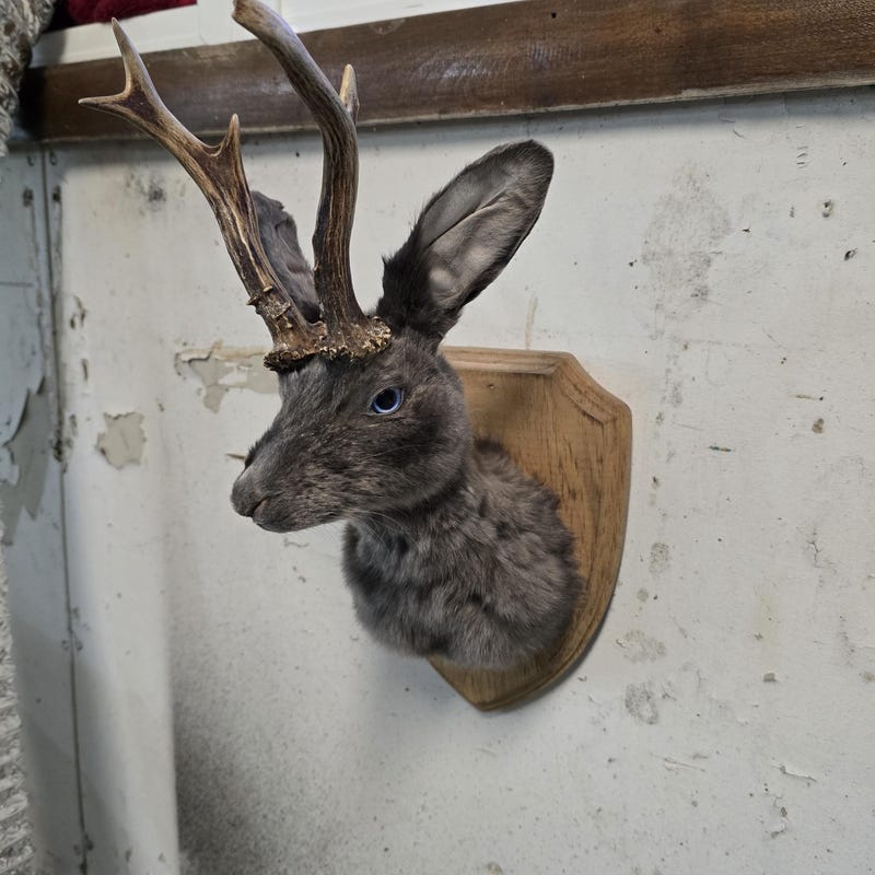 MysticTaxidermy - Etsy