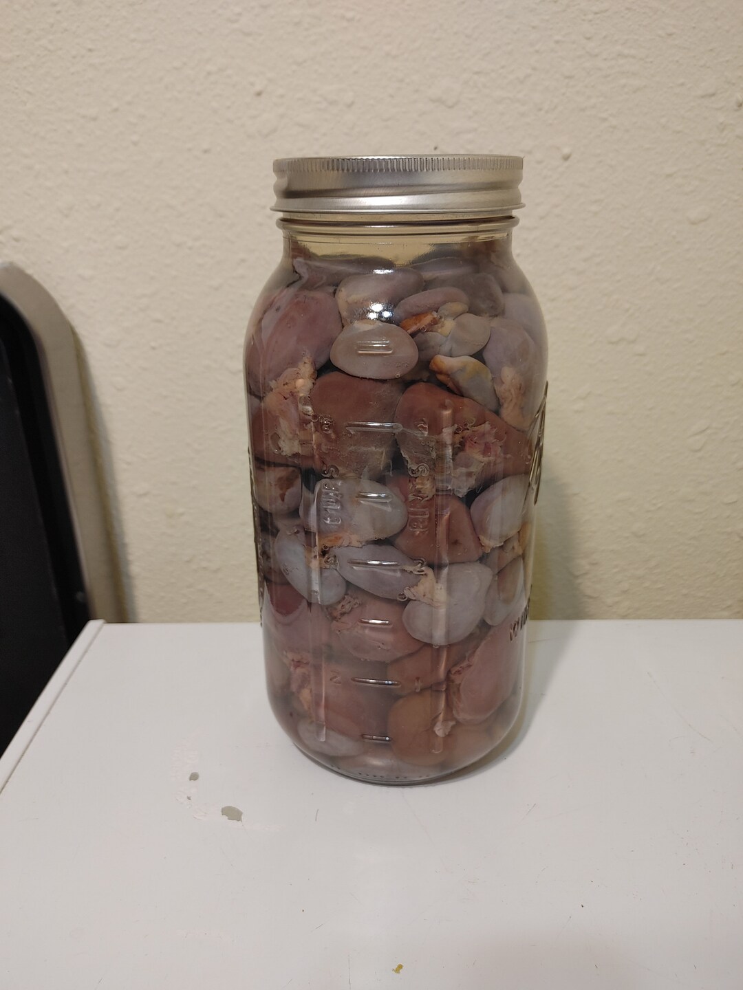XXL Jar of Animal Kidneys Wet Specimen jar Optional Etsy
