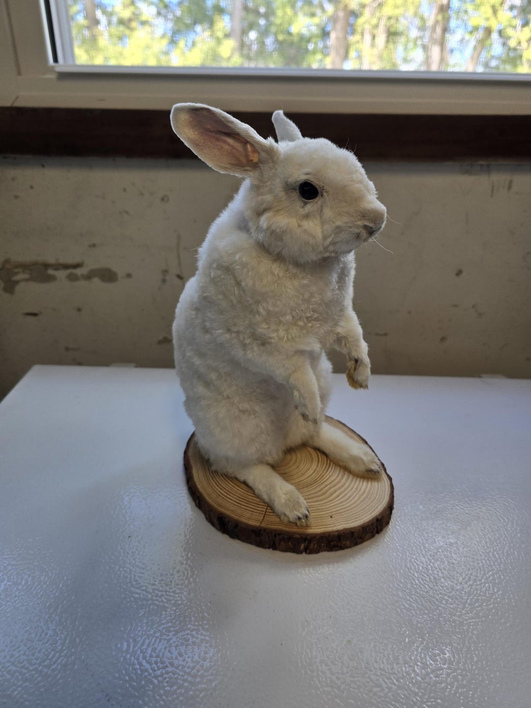 Taxidermy Bunny Rabbit Lifesize Mount - Rabbit Skull, Taxidermy Bunny ...