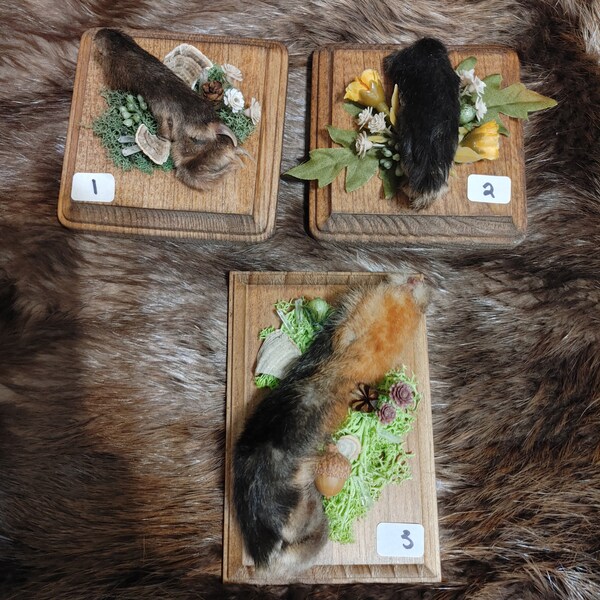 Red Fox Foot Wall Hanging Plaque - Taxidermy Fox, Animal Bones, Fox Skull, Oddities and Curiosities, Curio Cabinet, Fox Pelt