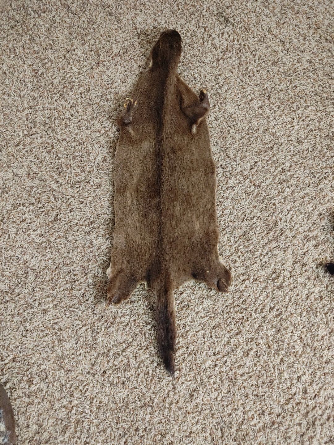 Mink Pelt Taxidermy Mink Deer Antlers Taxidermy Craft Etsy