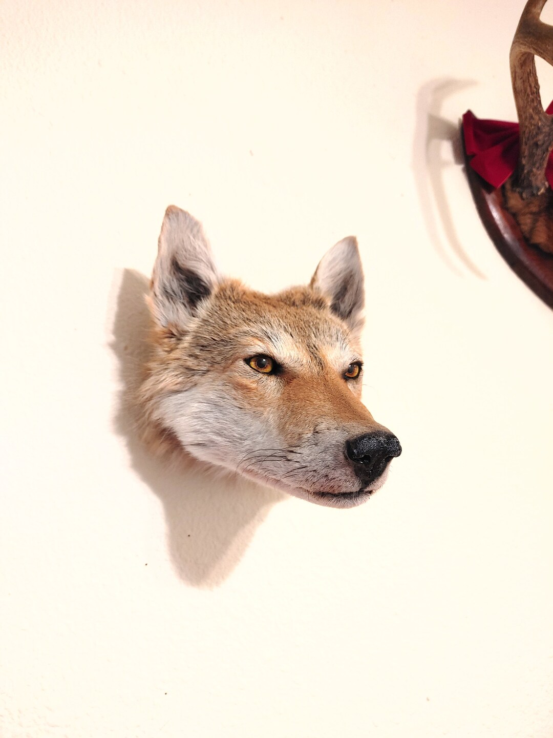 Red Coyote Head Mount Taxidermy Coyote Animal Bones Coyote Etsy