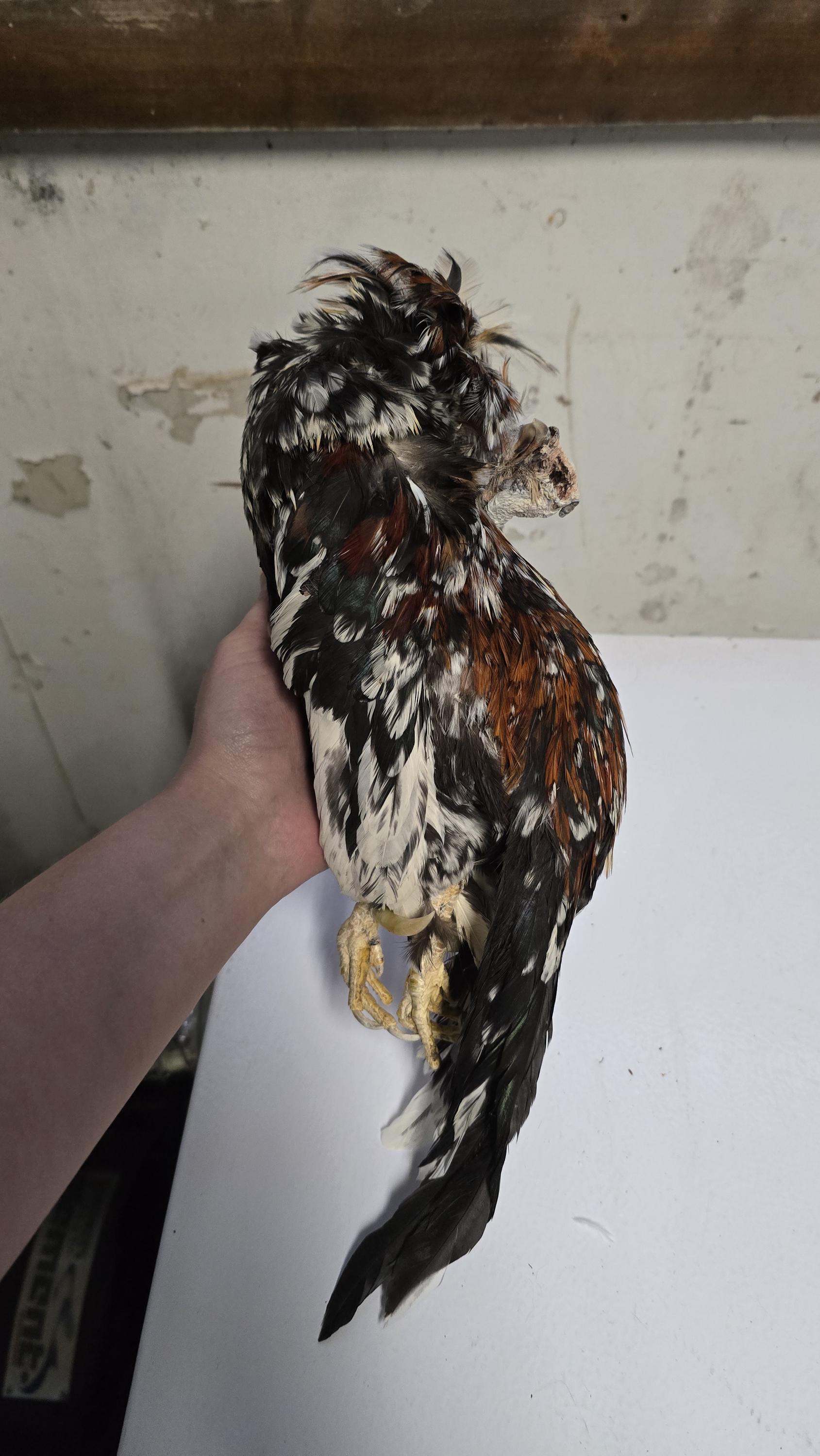 Mummified Chicken - Taxidermy Chick, Deer Antlers, Taxidermy Craft ...