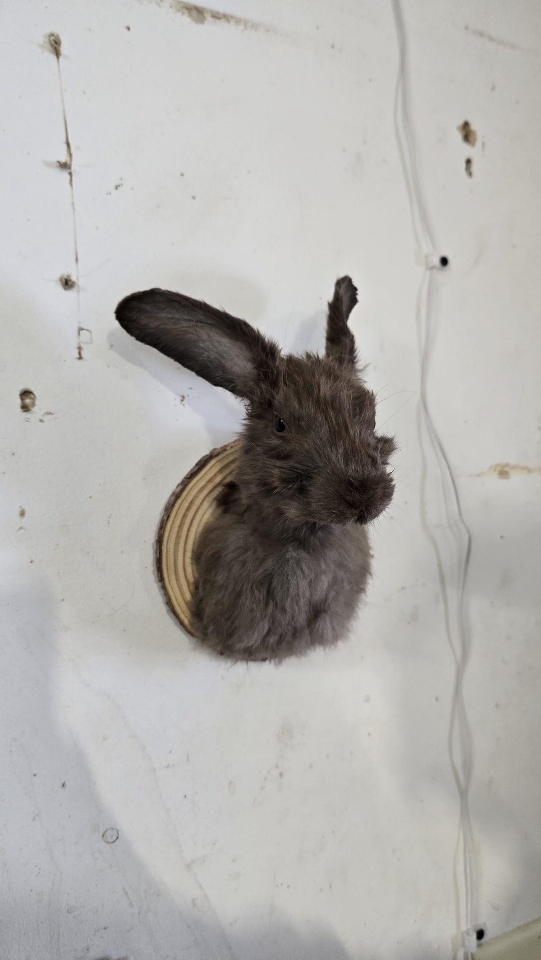 Eruo Mount Rabbit Juvenile Taxidermy Rabbit Shoulder Mount - Rabbit Skull, Taxidermy ...