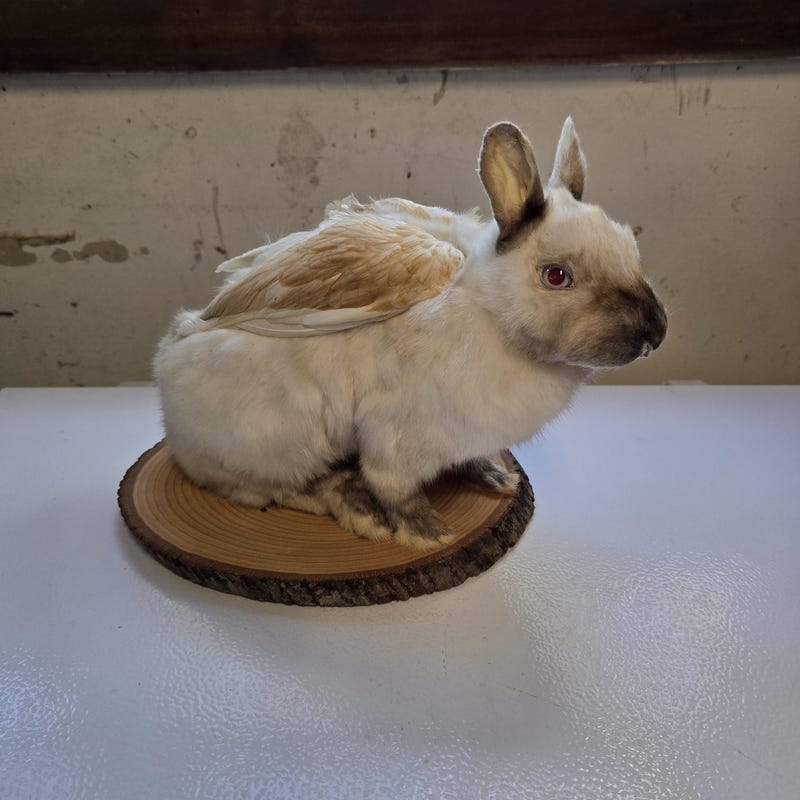 Volcano Rabbit Taxidermied Volcano Rabbit MysticTaxidermy - Etsy