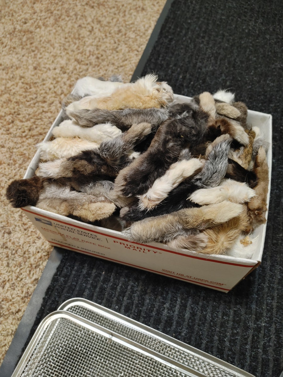 MysticTaxidermy - Etsy