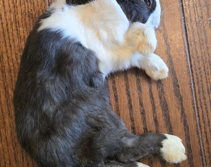 Mummified Rabbit Mummified Baby Rabbit - Taxidermy Bunny Rabbit, Deer Antlers, Taxidermy ...