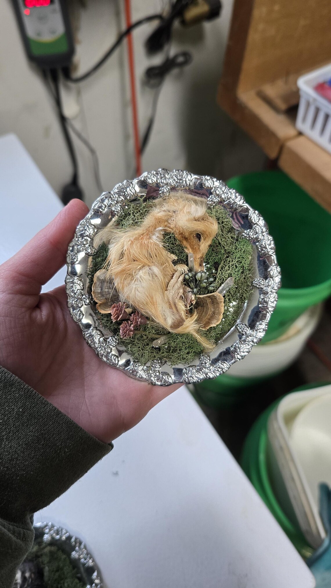 Mummified Rabbit Mummified Duckling Display - Taxidermy Bird, Animal Bones, Chicken ...