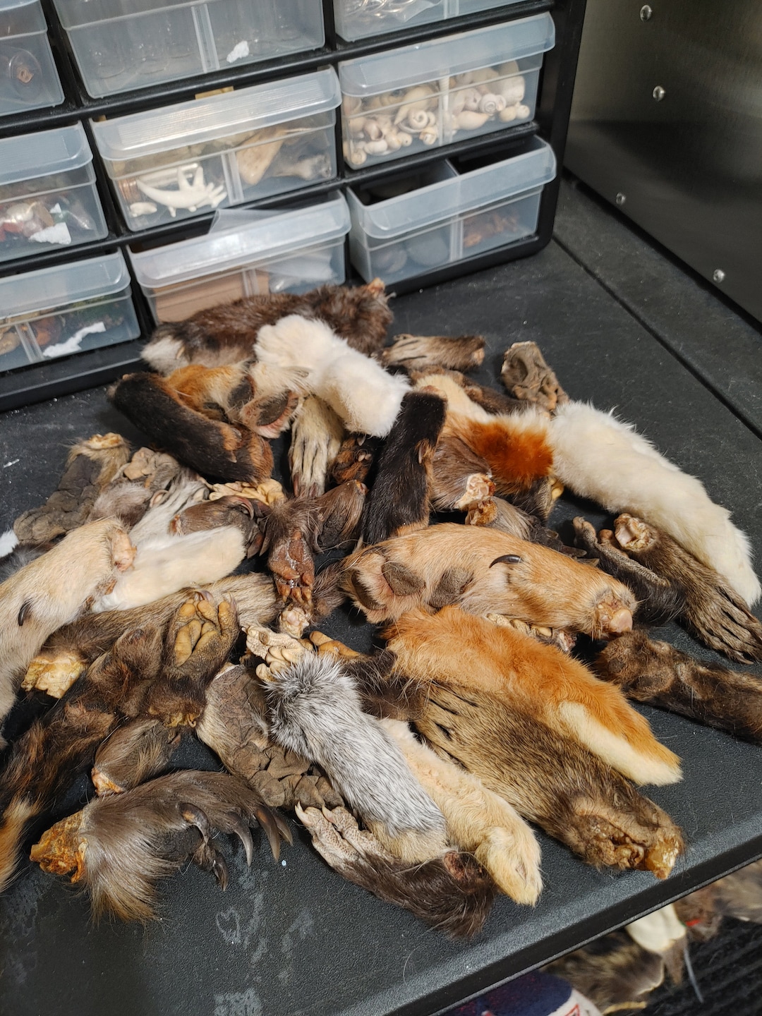 Bulk Preserved Animal Feet - Assortment of Species (rabbit, Possum ...