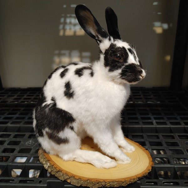 Taxidermy Rabbit Lifesize Mount - Rabbit Skull, Taxidermy Bunny, Stuffed Rabbit, Rabbit Pelt, Curio Cabinet, Oddities and Curiosities