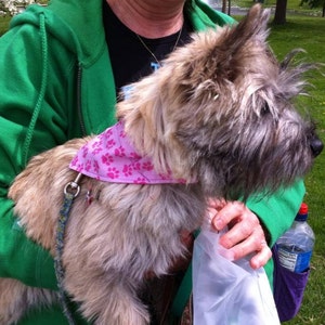 May include: A brown and gray Cairn Terrier dog wearing a pink bandana with paw prints. The dog is being held by a person wearing a green hooded sweatshirt.