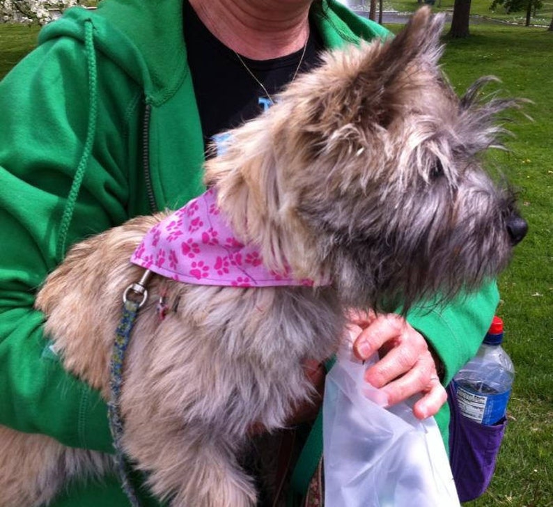 May include: A brown and gray Cairn Terrier dog wearing a pink bandana with paw prints. The dog is being held by a person wearing a green hooded sweatshirt.