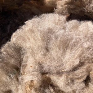 May include: A large, dense pile of raw, unspun sheep wool in a natural, earthy taupe and light brown color. The fibers are soft, fluffy, and textured, showing a mix of light and dark brown tones with small bits of organic matter throughout the mass.