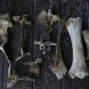 Nature Cleaned  Damaged Bovine Bones