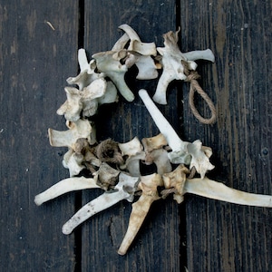 May include: A circular arrangement of off-white, weathered animal vertebrae bones strung together with a thick, brown natural fiber rope. The bones vary in size and shape, featuring prominent bony processes and textured, porous surfaces.
