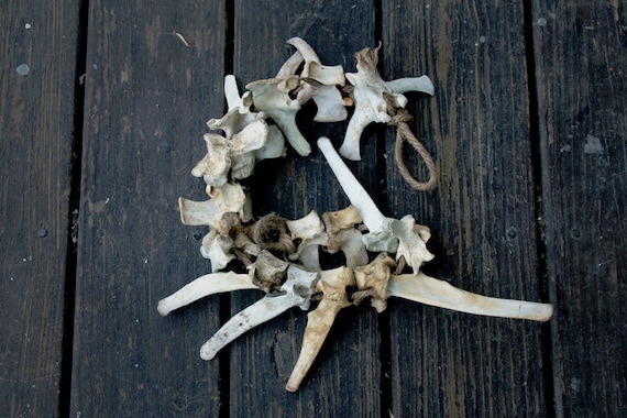 Small Deer Vertebrae Hanger - Etsy display picture 3
