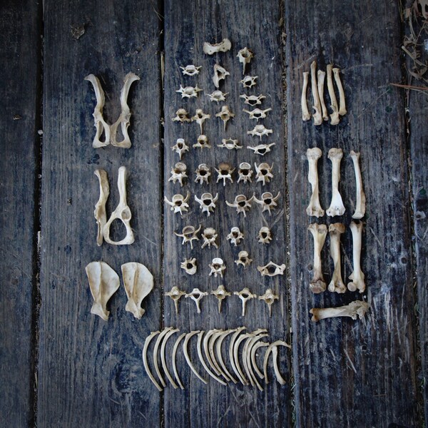 Nature Cleaned Woodchuck Bone Assortment