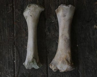 Nature Cleaned Bovine Leg Bone Pair