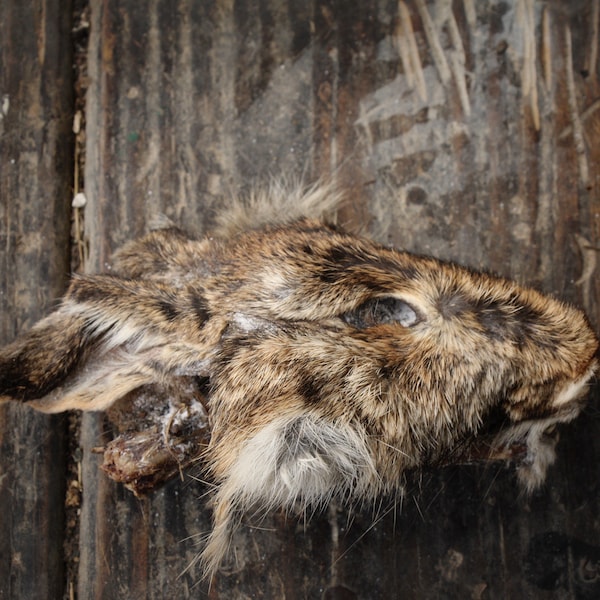 Nature Found Dry Preserved Rabbit Head