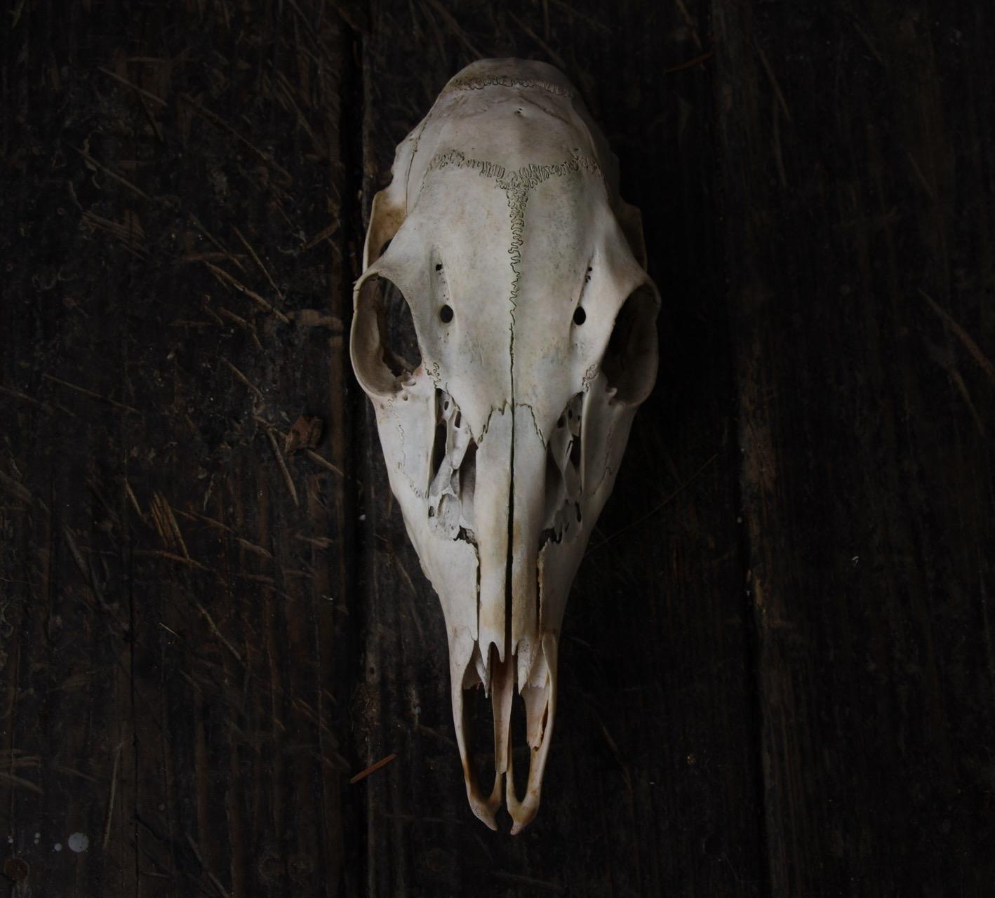 Nature Cleaned Deer Skull - Etsy