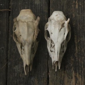 Nature Cleaned Button Buck Skull Pair