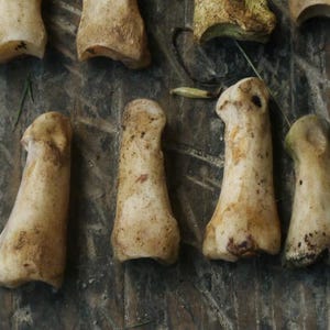 Nature Cleaned Deer Proximal Phalanx Bones or Knuckle Bone Phalanges