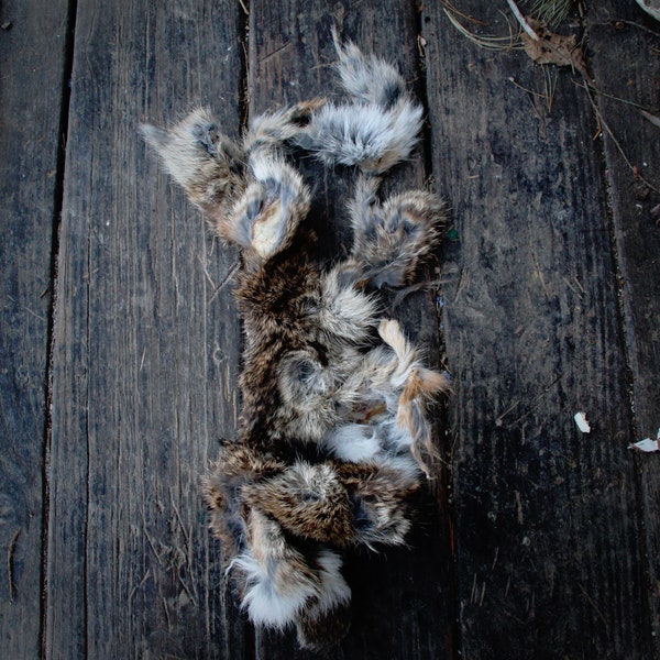 Dry Preserved  Rabbit Pelt Craft Grade