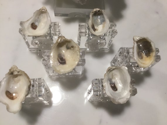 6 High gloss oyster shell lucite napkin rings