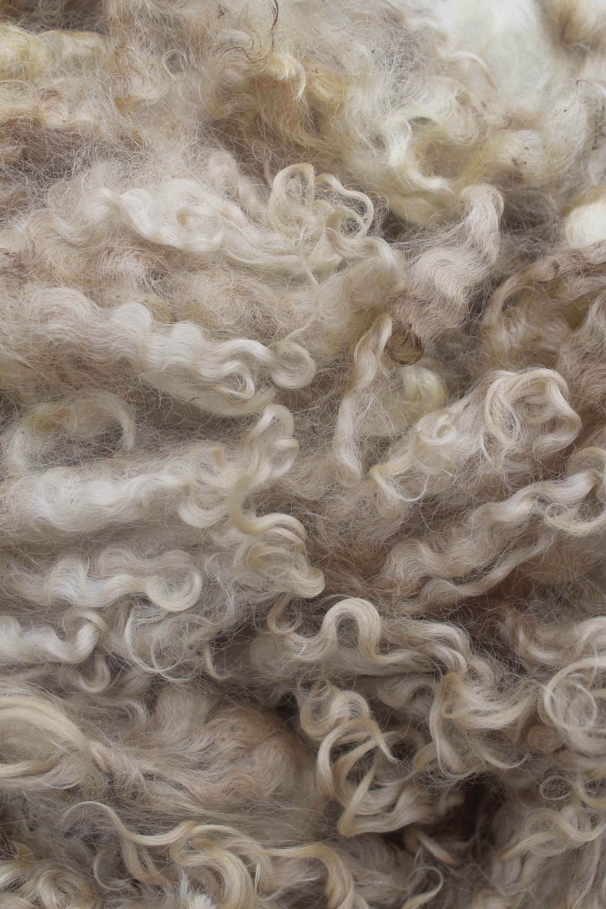 White Lincoln Longwool Raw Wool Fleece Etsy