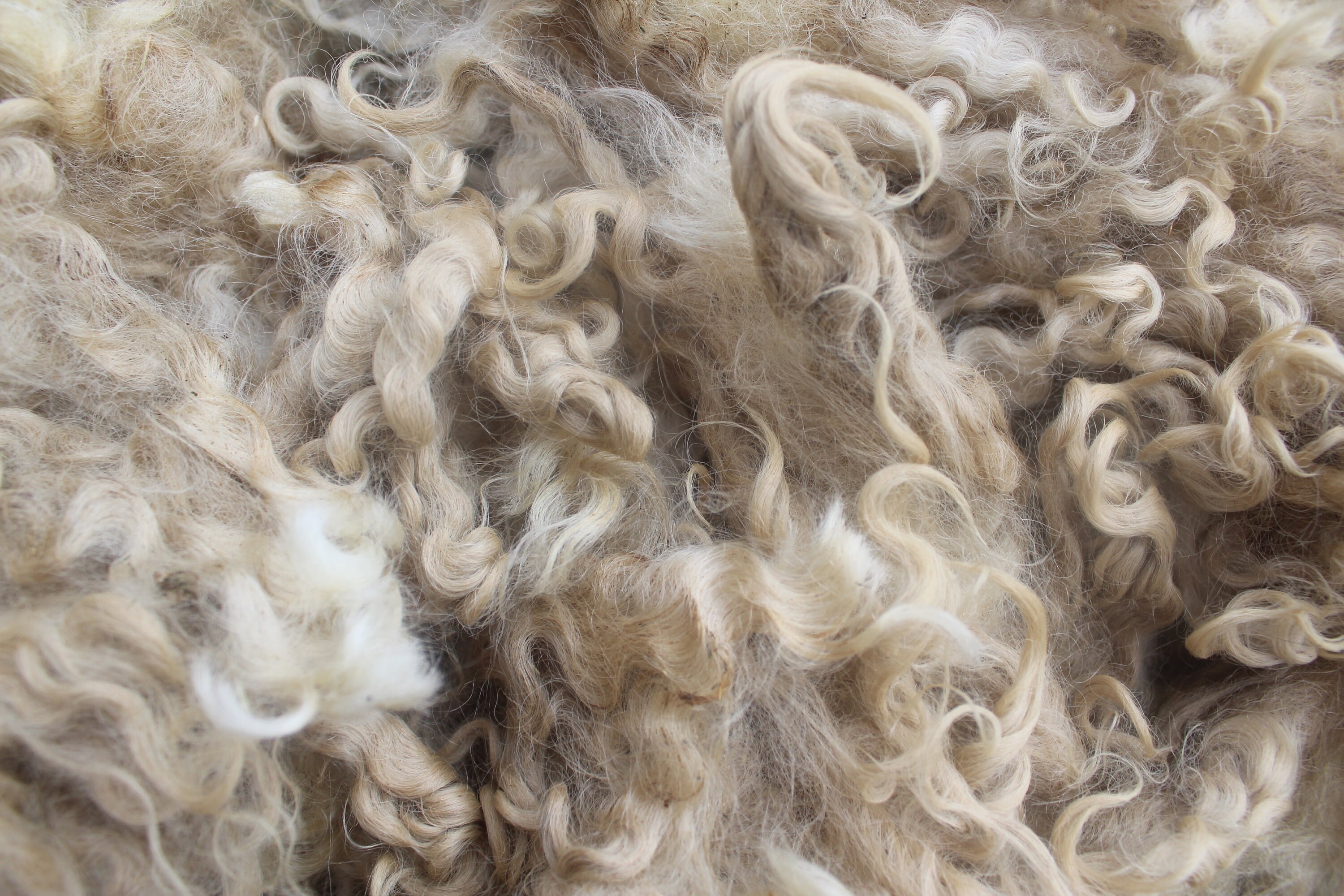 White Lincoln Longwool Raw Wool Fleece Etsy