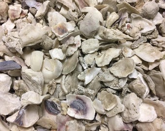SUPPLIES: 2 CUP- Pieces of Sea Shells -Shells - Natural Shell. Crushed Seashells -Fairy Garden Accessories.{C5-96#00856}