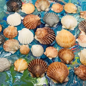 30pc Natural Calico Scallop Seashells /  Shells For Crafts / Sea Oddities /  Jewelry Craft Supply/ Organic Crafts .{E5-174#01115}