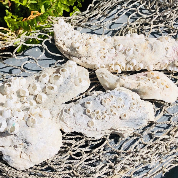 SUPPLY: 5 Oyster Shells with Barnacles -Naturally Weathered Rustic Shells - Craft Shells - Beach Decor.{#3}