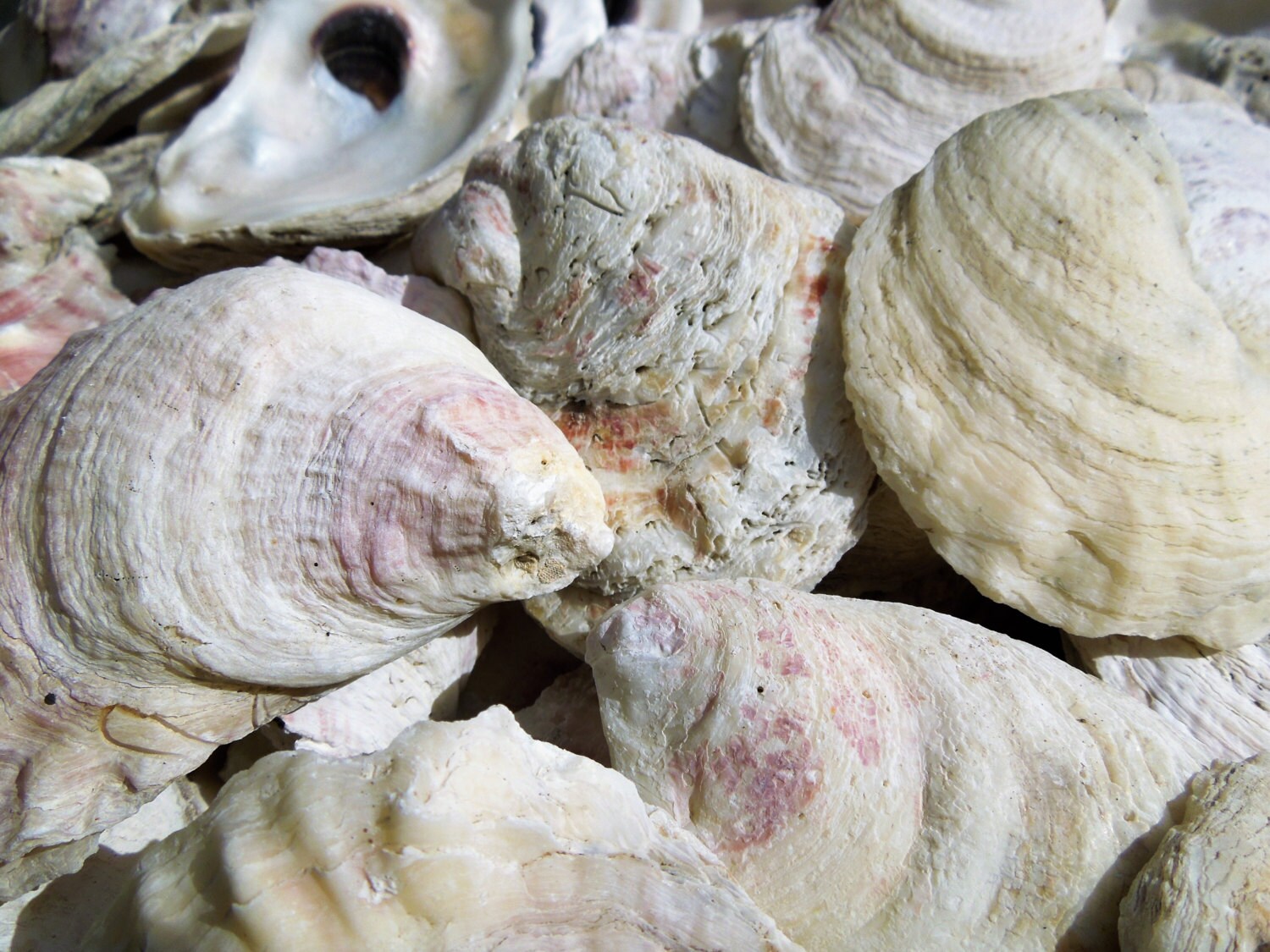 BULK SUPPLY 50 Natural Oyster Half Shells Craft Shells Etsy