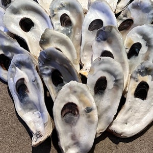 May include: A collection of white oyster shells with dark brown interiors. The shells are arranged in a pile, with some overlapping.