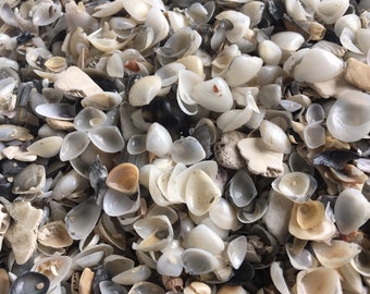 SUPPLIES: 2 CUP- Tiny Clam Sea Shells -Sand and Shell Pieces  - Natural Shell-  Crushed Seashells -Fairy Garden Accessories.{B4-56#00270}