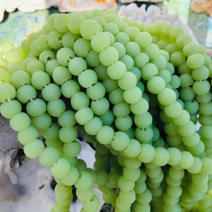 May include: A strand of light green glass beads. The beads are round and have a matte finish.