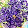 SUPPLY: 14 Purple Clear Glass Flower Charms,Headpins - Glass Headpins - Millinery - Flower Beads - Handcrafted -Brass Wire. {N7-1559#01744}