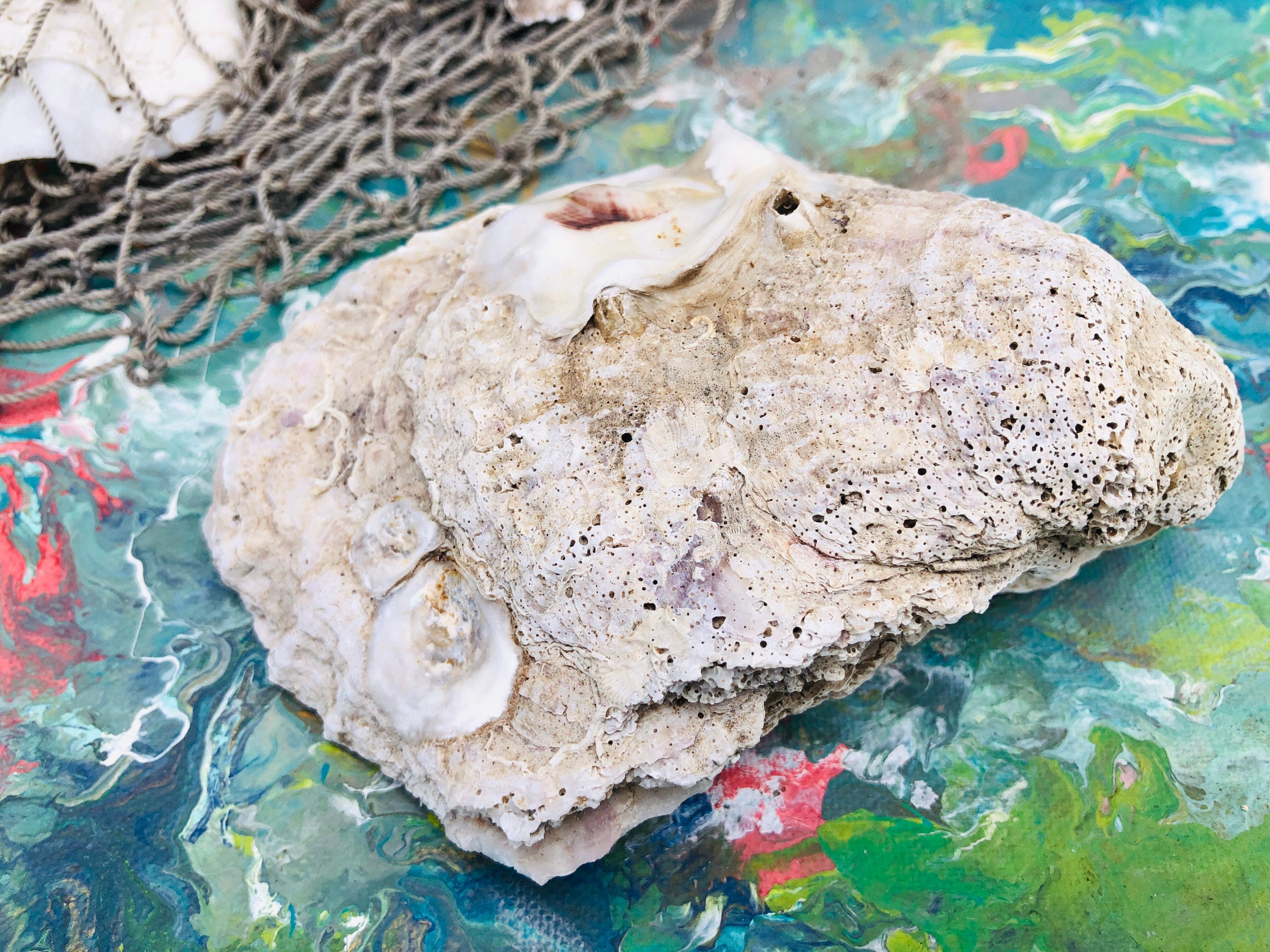 SUPPLY Huge Oyster Egg Shell with lid Shell Centerpiece Etsy