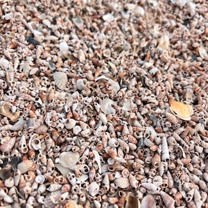 May include: A close-up image of a large collection of small, white, and brown seashells. The shells are scattered across a sandy surface.