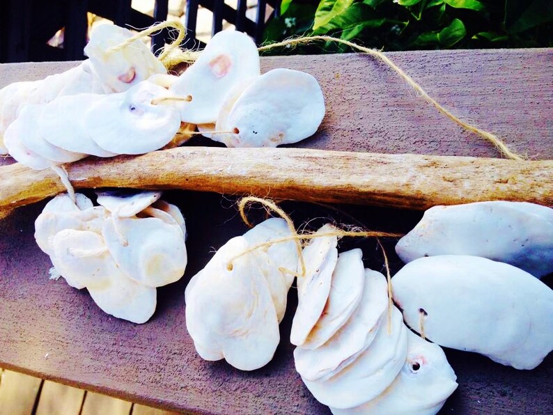 SUPPLY 10 Naturally Smoothed White Drill Oyster Shells. Etsy