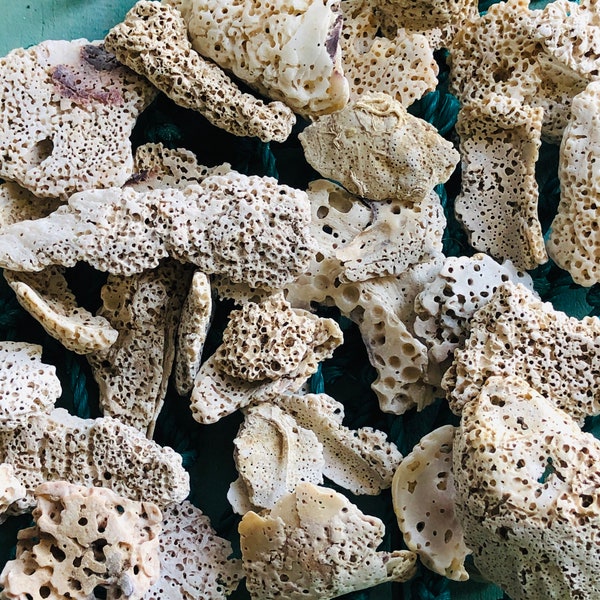 SUPPLY:  1 Cup of Natural Holey Sea Shells Oddities  / White Shells/ Rustic Oyster Shells For Crafts /  Organic Crafts .{B1-41#0019}