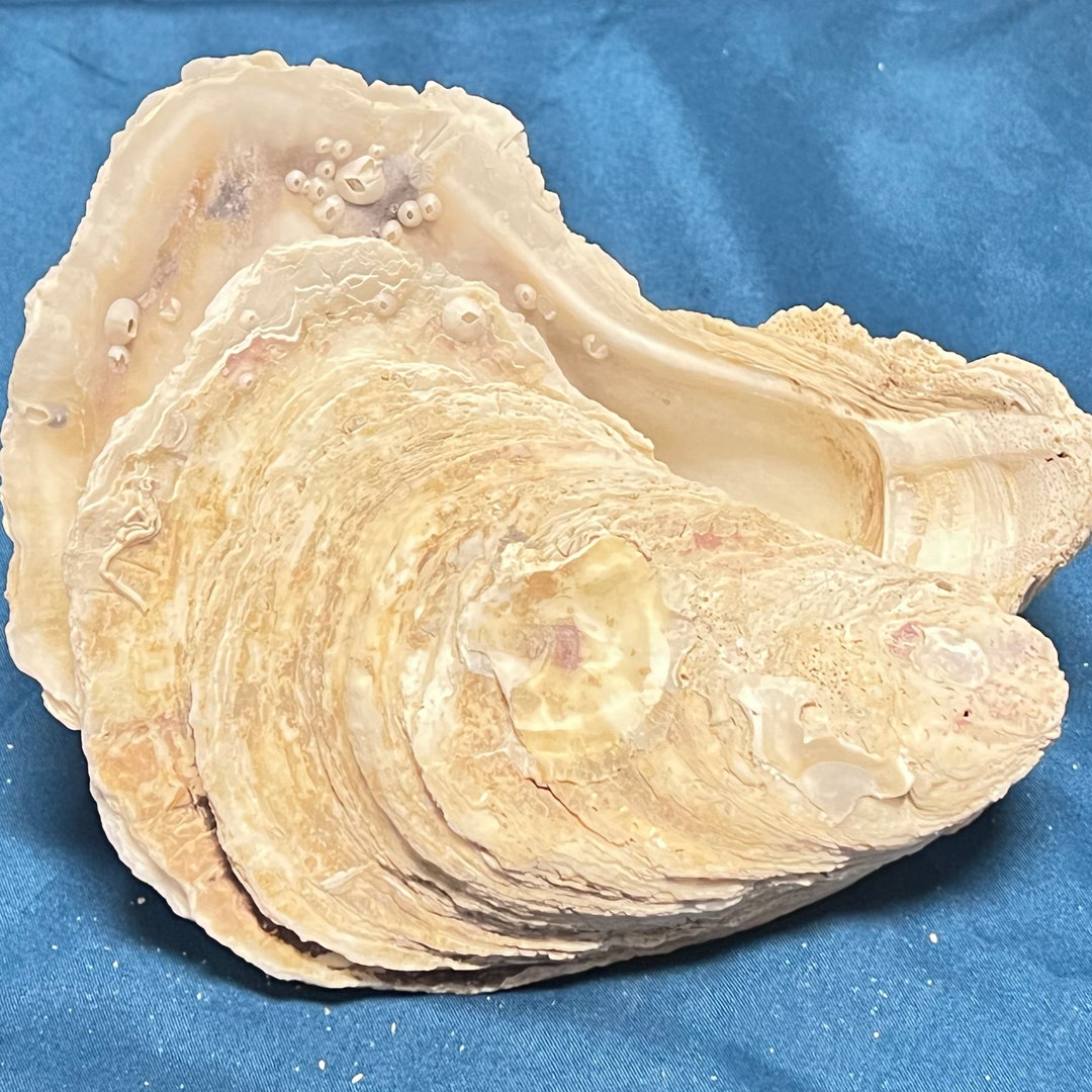 SUPPLY Huge Oyster Egg Shell With Lid Shell Centerpiece Etsy